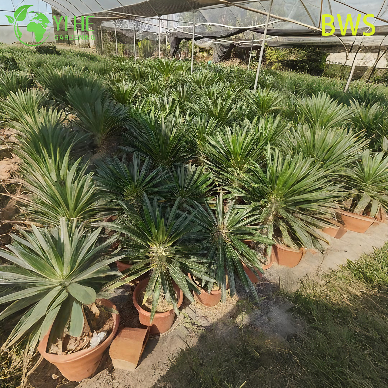 ปาล์มมาดากัสการ์สด บอนไซลำต้นมีหนามสูง Pachypodium ฉ่ำ