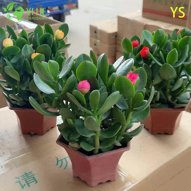 살아있는 옥 식물 다육질 잎 Crassula Ovata 행운을 빌어요 다육 식물