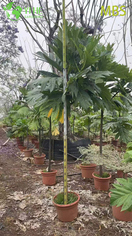 Venda por atacado de &aacute;rvore de fruta-p&atilde;o viva Artocarpus planta tropical comest&iacute;vel bonsai