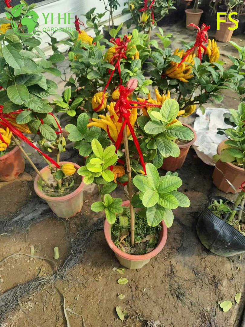 &Aacute;rbol vivo de mano de Buda de cidra con dedos arom&aacute;ticos para bons&aacute;i de exportaci&oacute;n