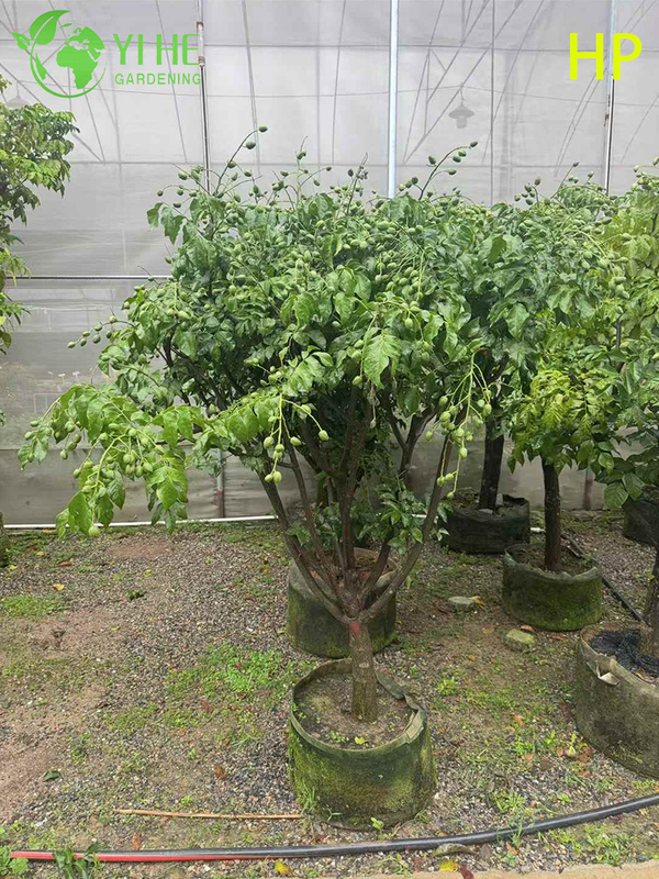 &Aacute;rvore Pongamia Pinnata resistente &agrave; seca para paisagismo e bonsai de biocombust&iacute;vel