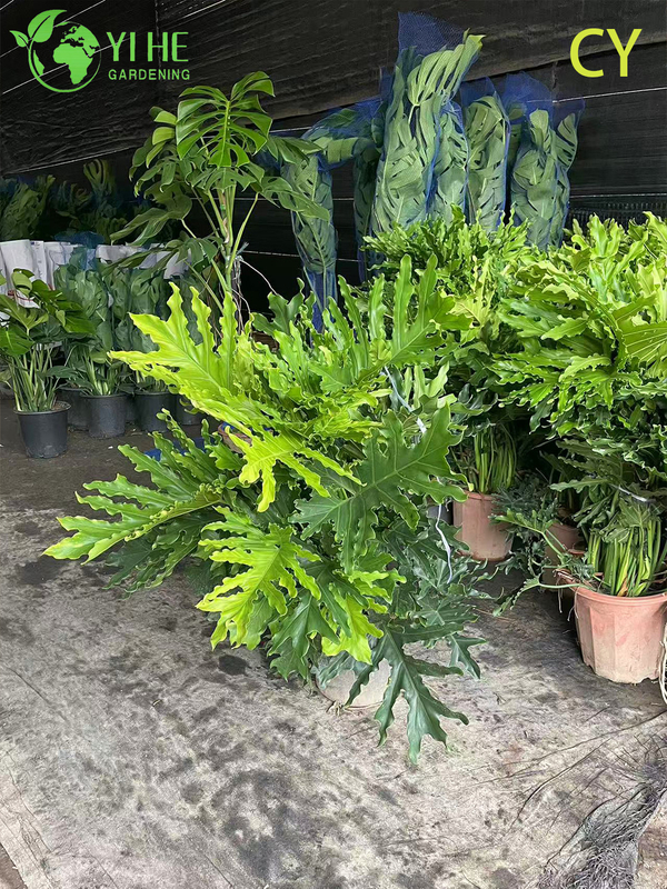 हरे-भरे उष्णकटिबंधीय थोक आशा संयंत्र थौमाटोफिलम बिपिनाटिफ़िडम बोनसाई