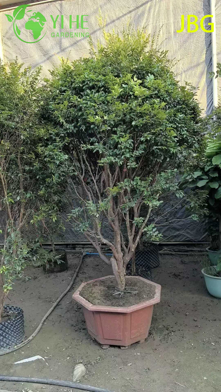 Пышное вечнозеленое дерево джабутикаба со съедобными плодами, похожими на виноград, бонсай