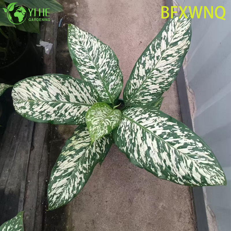 ขายส่ง Dieffenbachia พายุหิมะ Variegated Dumb Cane Plant Plug ต้นกล้า