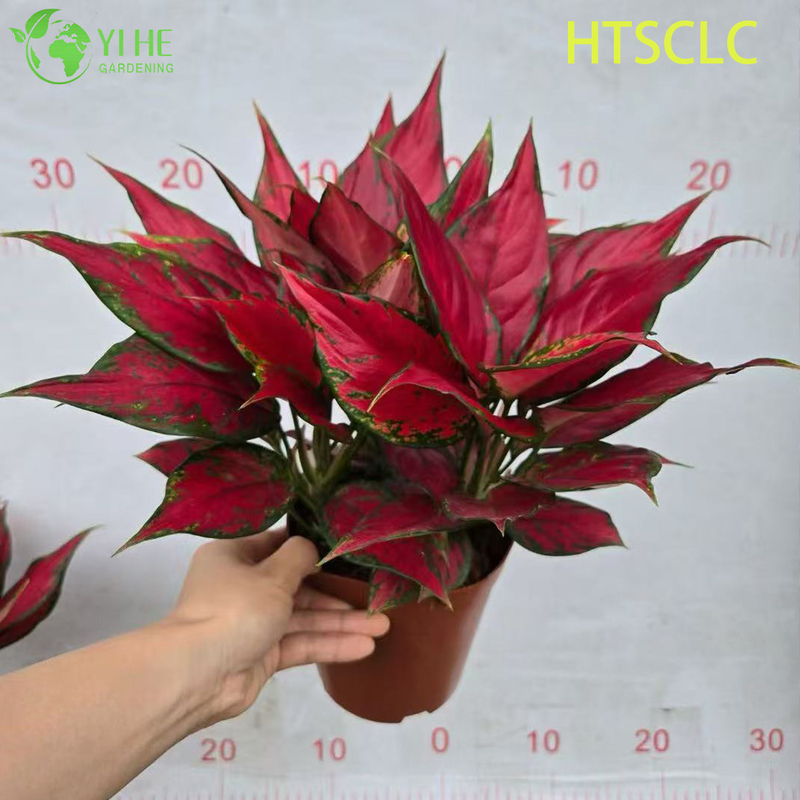 Groothandel Aglaonema Red Angel Live Chinese Evergreen Starter Plug Zaailingen