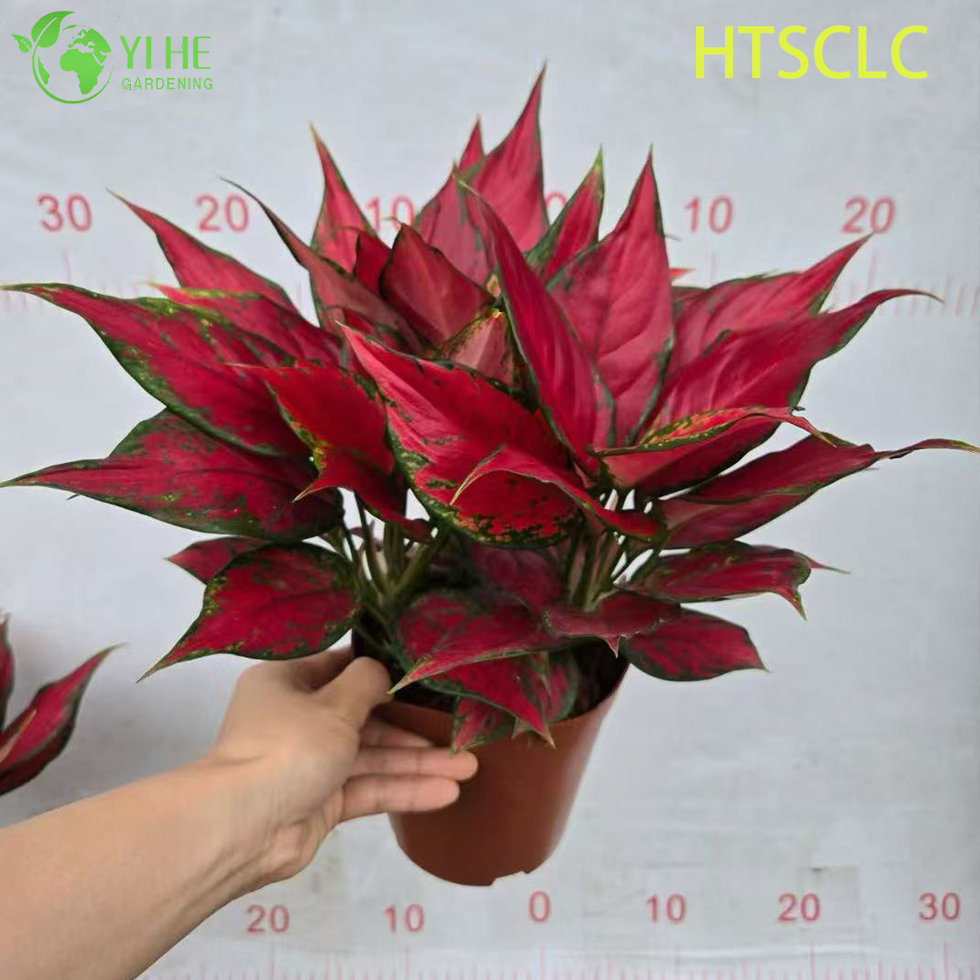 Groothandel Aglaonema Red Angel Live Chinese Evergreen Starter Plug Zaailingen