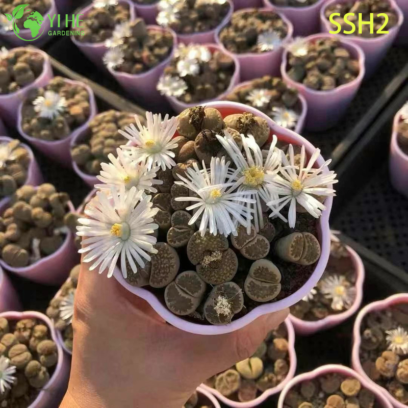 ຂາຍສົ່ງອອກດອກສີຂາວ Lithops ຫີນດໍາລົງຊີວິດຫຼາກຫຼາຍຊະນິດພືດ succulent Bonsai
