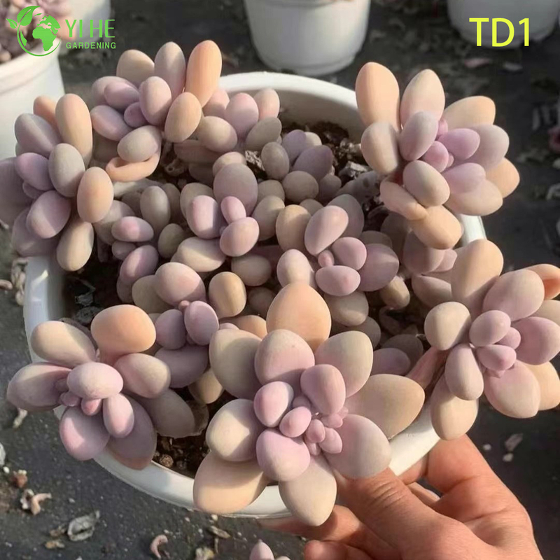 Оптовая продажа розовые лунные камни сочные Graptopetalum Amethystinum живое растение бонсай