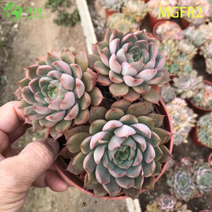 Vente en gros Echeveria Madame Rose Succulent Cluster Plante vivante Bonsa&iuml;