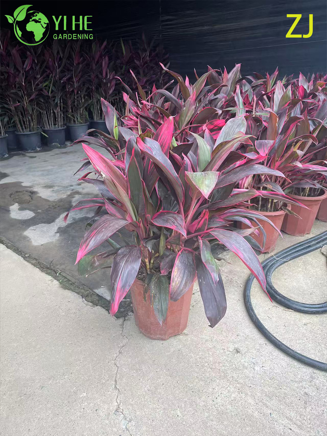 Оптовая продажа ярко-розового растения Cordyline Ti с живыми тропическими листьями бонсай