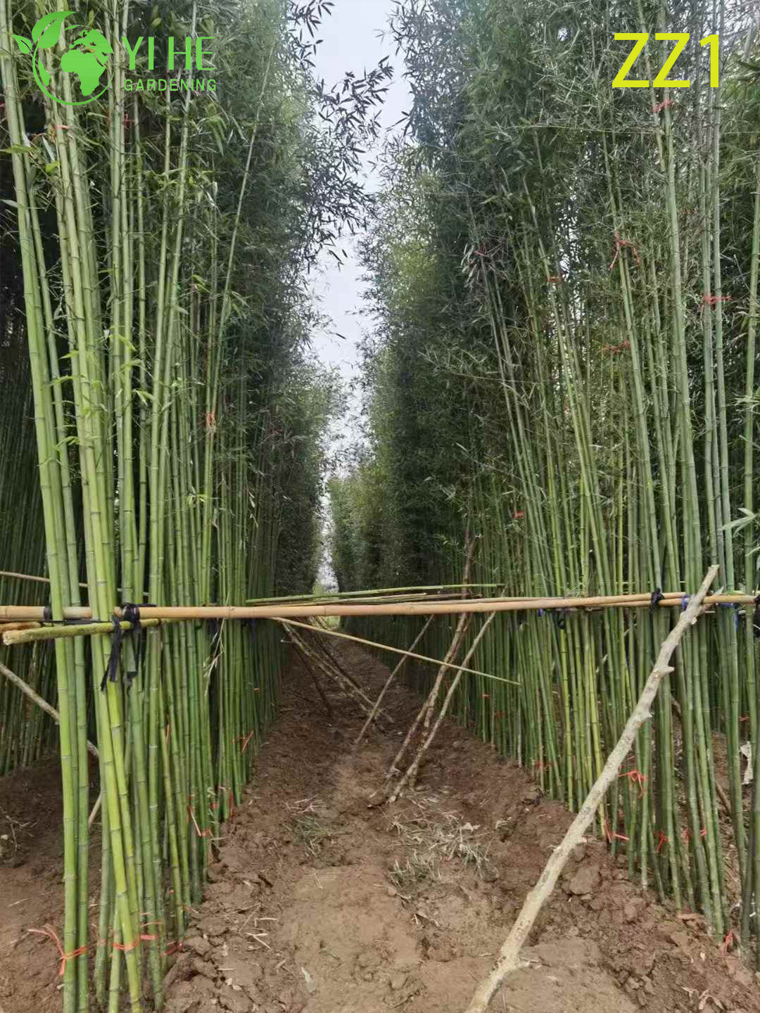 गार्डन गोपनीयता स्क्रीन बोनसाई के लिए थोक लाइव बांस प्लांट कैन