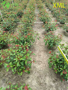 Comercio al por mayor Red Firebush Hamelia Live Colibrí Jardín Arbusto Bonsai