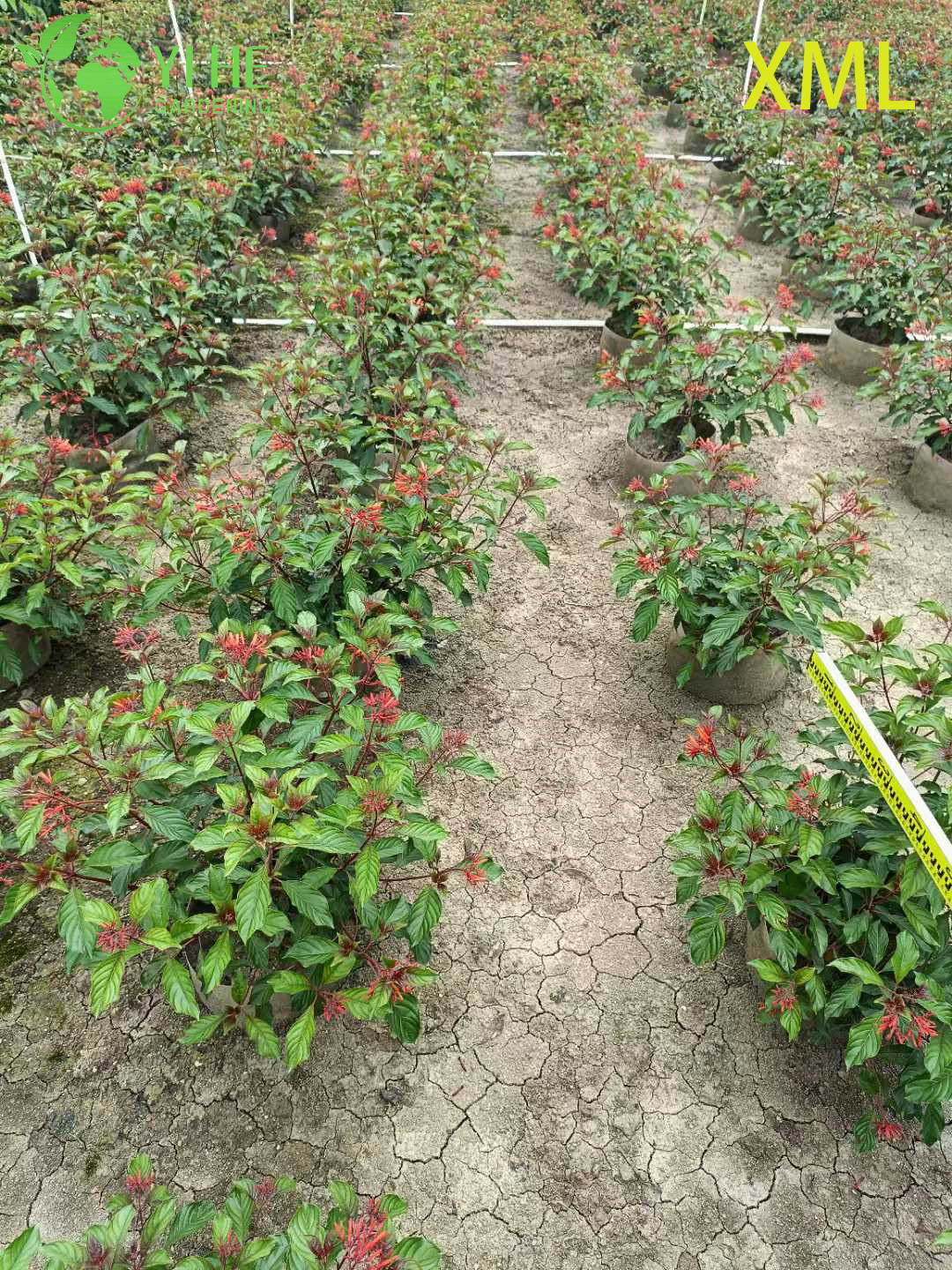 Atacado Red Firebush Hamelia Live Hummingbird Jardim Arbusto Bonsai