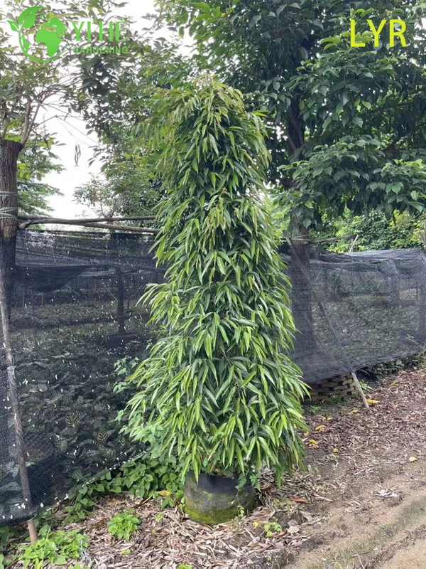 İ&ccedil; Mekan Dış Mekan Peyzaj Bonsai i&ccedil;in İnce Yaprak D&ouml;kmeyen Ficus Amstel King