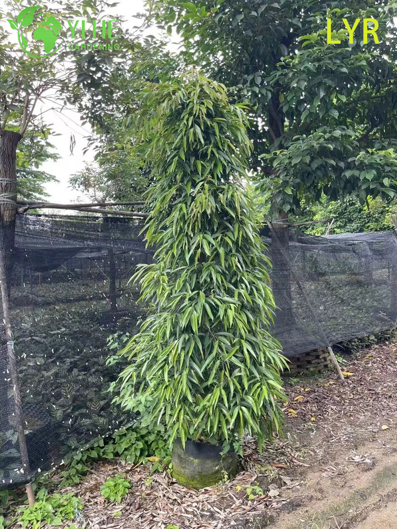 İ&ccedil; Mekan Dış Mekan Peyzaj Bonsai i&ccedil;in İnce Yaprak D&ouml;kmeyen Ficus Amstel King
