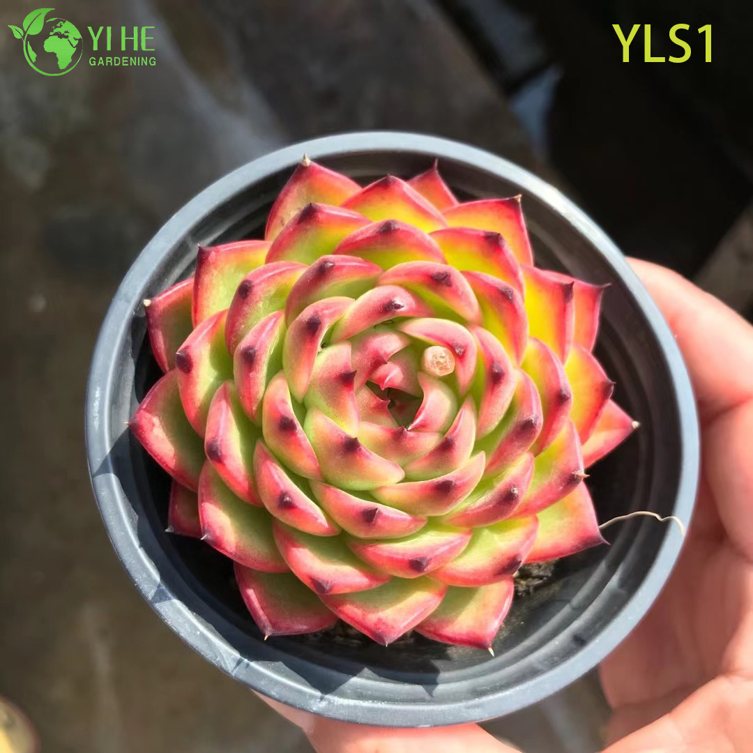 Venta al por mayor Echeveria Agavoides L&aacute;piz labial Bonsai de plantas suculentas vivas
