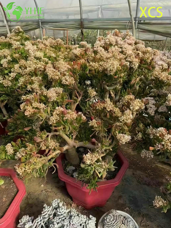 Atacado Crassula Ovata Hobbit Jade Planta Suculenta Bonsai Viva