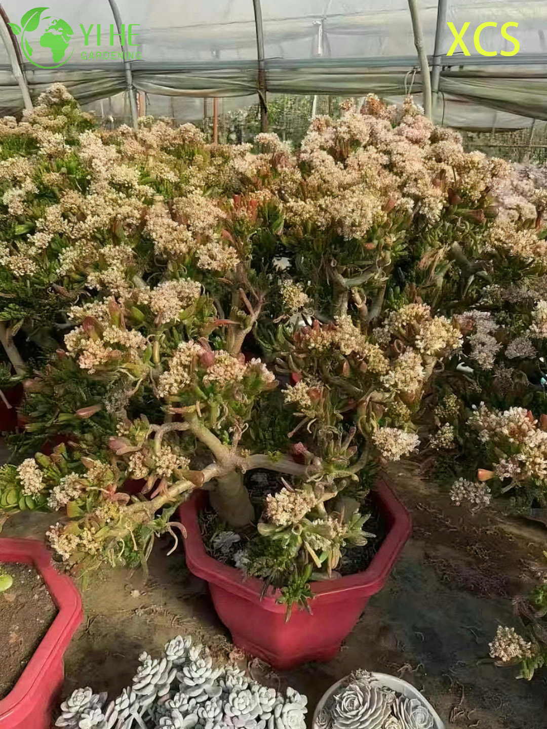 Atacado Crassula Ovata Hobbit Jade Planta Suculenta Bonsai Viva
