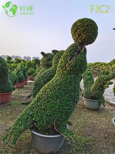 شجرة بونساي شاي فوكيين الحية، نبات كارمونا ميكروفيلا الداخلي بونساي