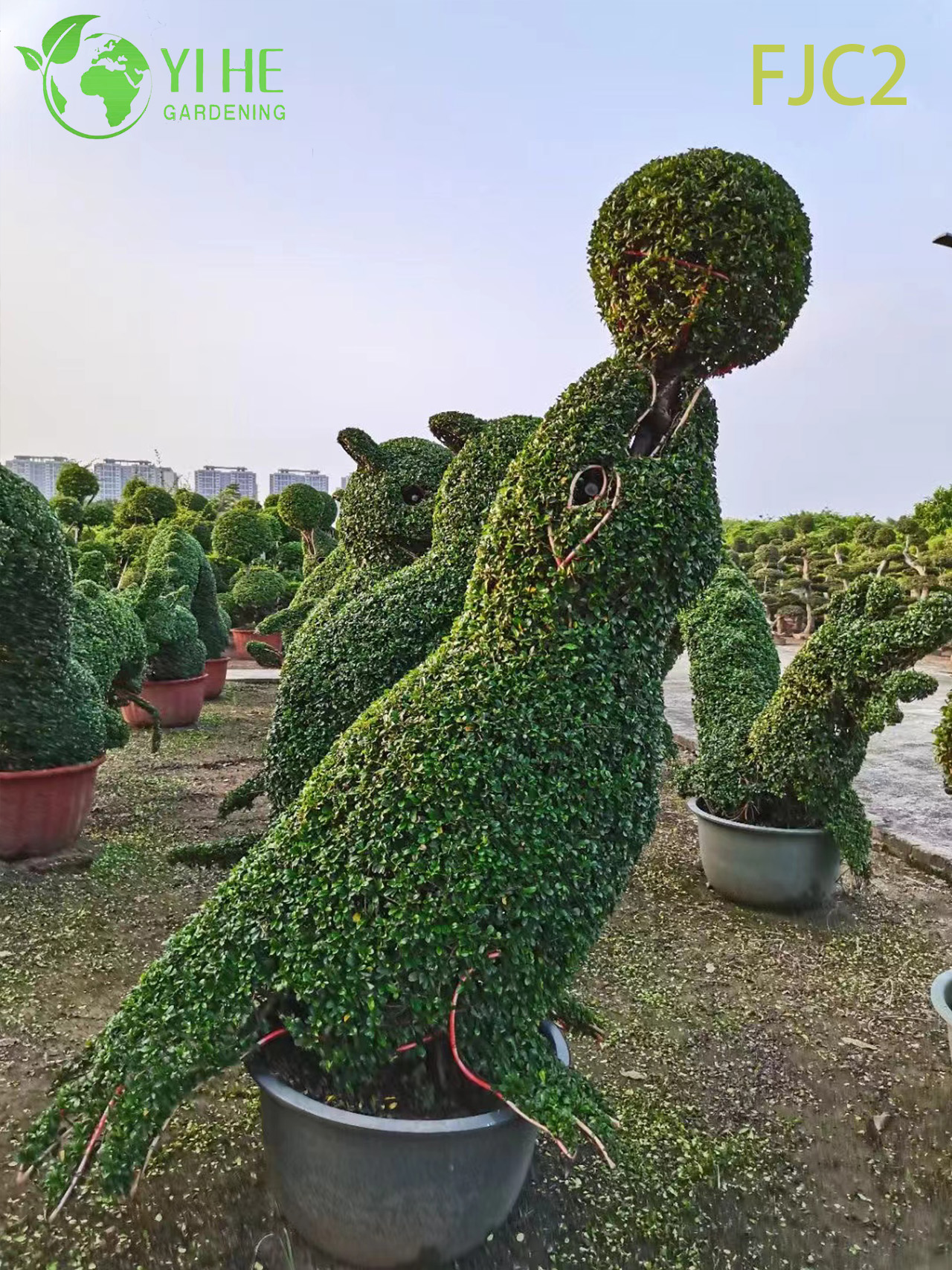 شجرة بونساي شاي فوكيين الحية، نبات كارمونا ميكروفيلا الداخلي بونساي