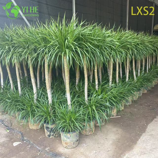 ຂາຍສົ່ງຕົ້ນໄມ້ Dracaena Draco, ຕົ້ນໄມ້ເລືອດມັງກອນທີ່ມີຊີວິດຊີວາສໍາລັບການສົ່ງອອກ Bonsai