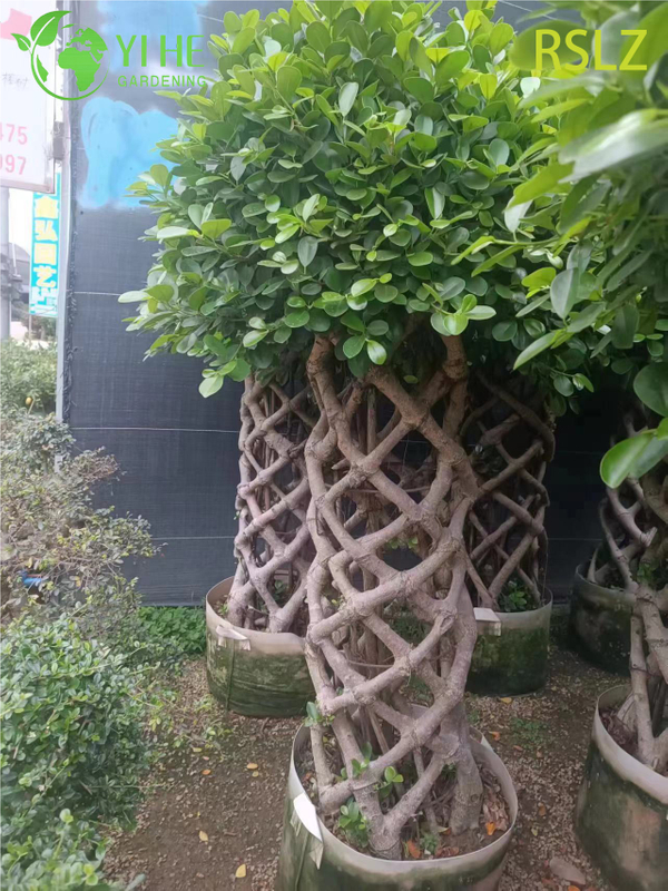 Tkana klatka Ficus, pleciony pień, żywa rzeźba roślinna Bonsai