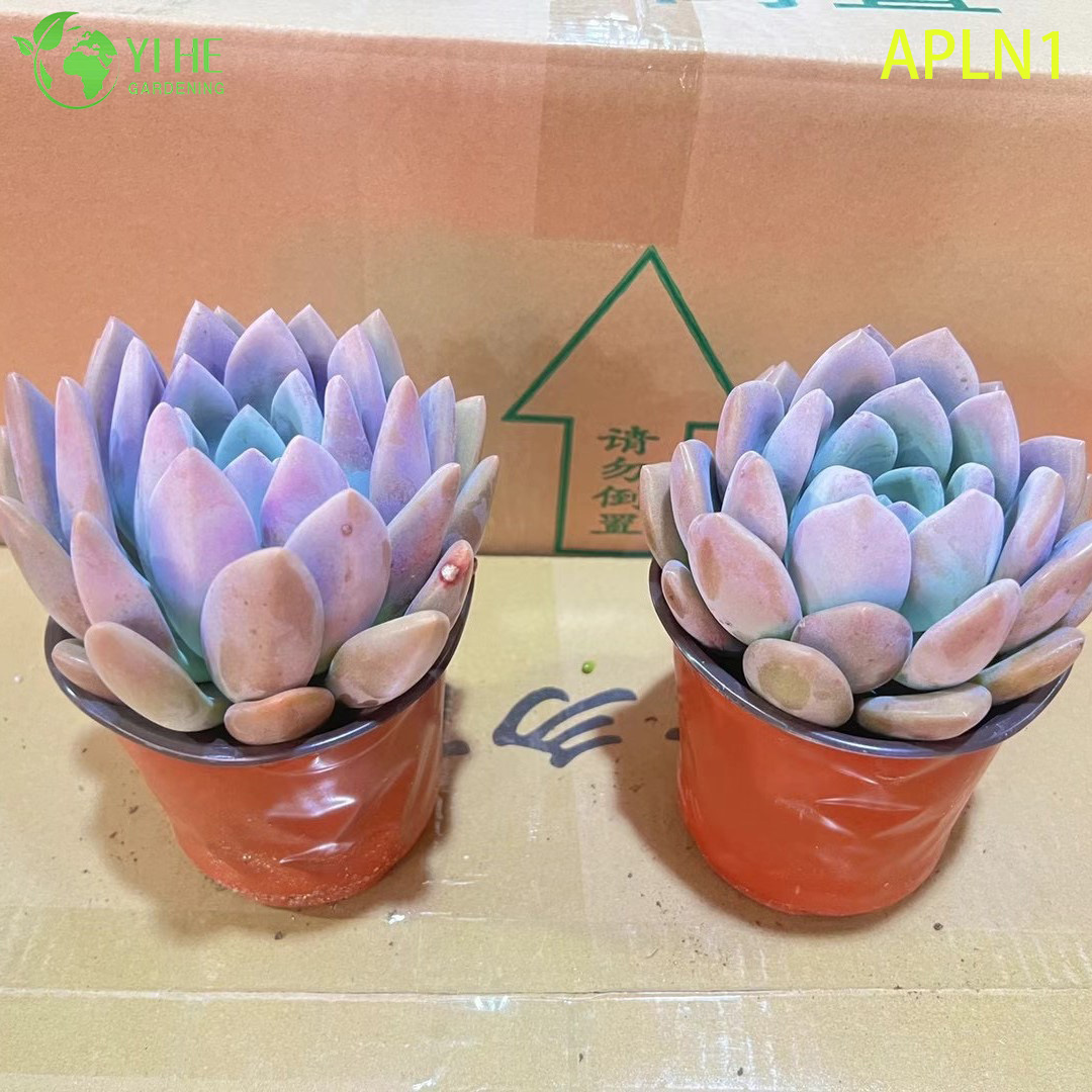 ຂາຍຍົກ Graptoveria Opalina Pastel Pink Live Succulent Rosette Plant Bonsai