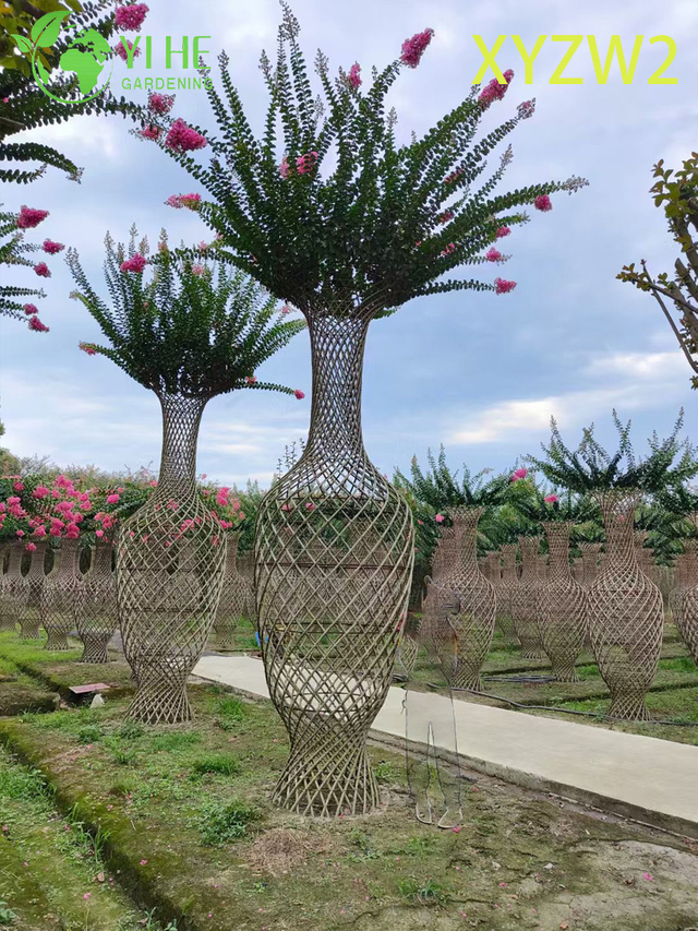 Lagerstroemia parviflora Pianta ornamentale a forma di traliccio, decorazione per recinzione da giardino fiorito