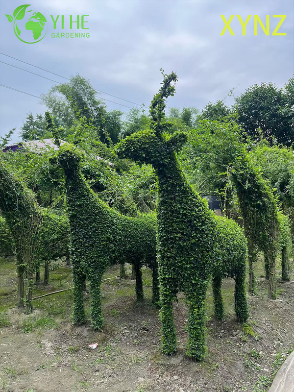 Ligustrum quihoui Carr в форме животного, декоративные вечнозеленые топиарные растения