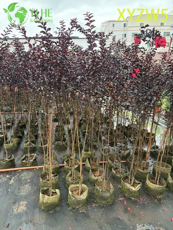 Sierpaars - blad Lagerstroemia parviflora, rood - bloeiende potplant