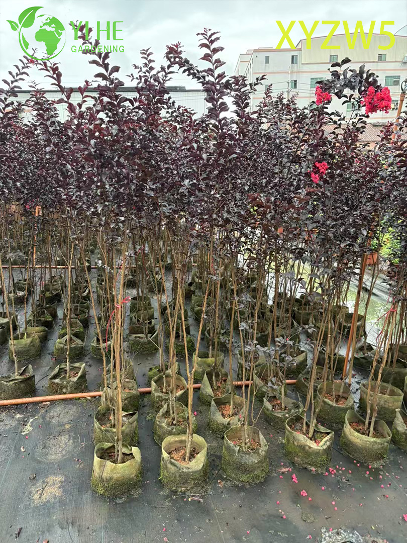 Sierpaars - blad Lagerstroemia parviflora, rood - bloeiende potplant