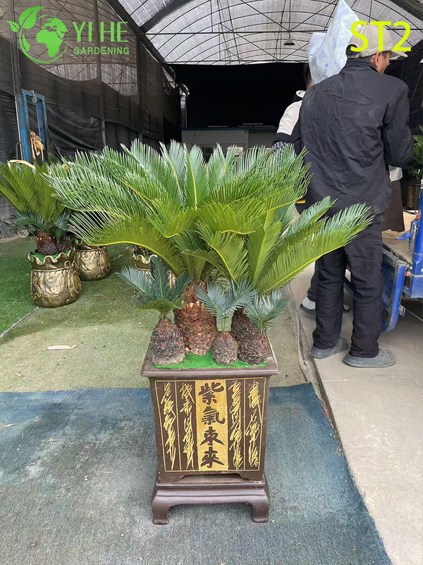 Bonsai Cycas Revoluta a tronco multiplo, palma da sago ornamentale sempreverde