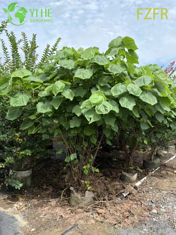 Цветение Dombeya wallichii, декоративное растение африканского тюльпанного кустарника