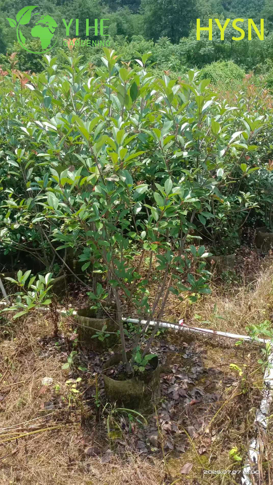थोक निर्यात के लिए सजावटी लाल टिप फ़ोटिनिया झाड़ी