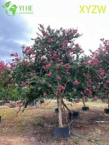 Zier-Zwerg-Kreppmyrte für den Großhandelsexport