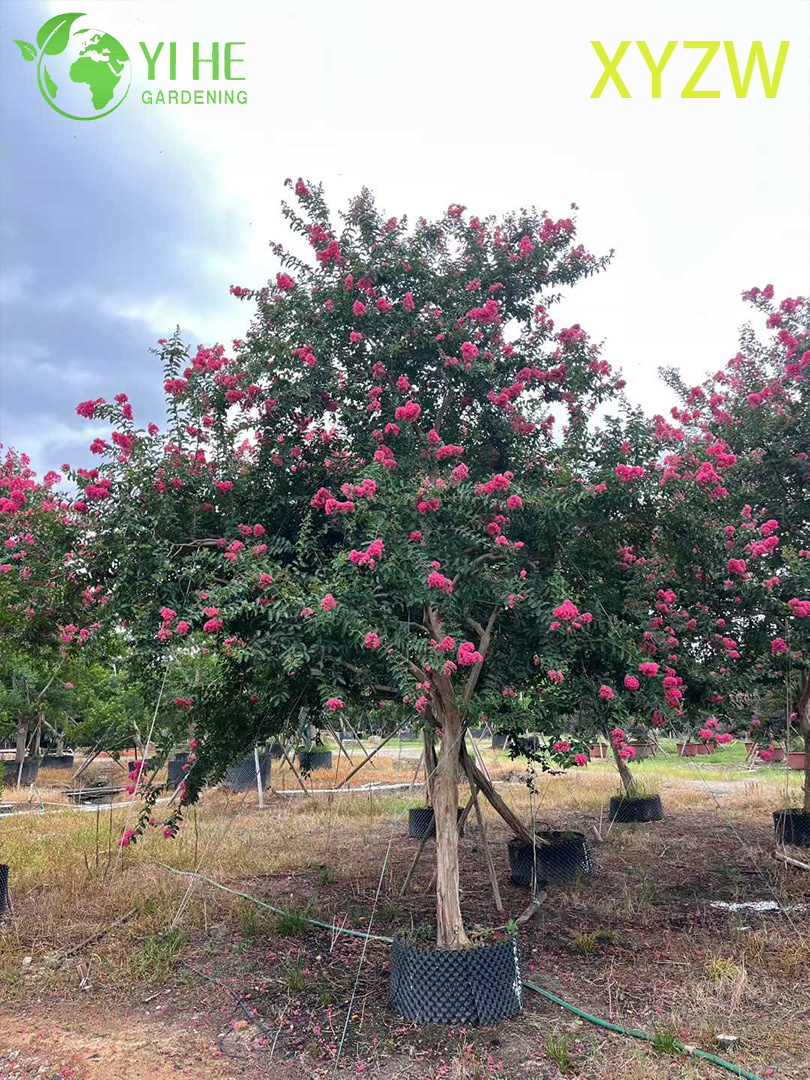 Zier-Zwerg-Kreppmyrte f&uuml;r den Gro&szlig;handelsexport