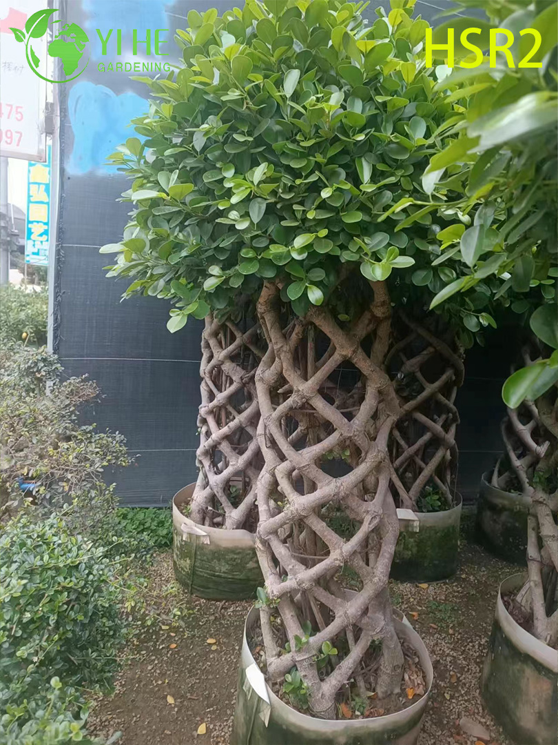 Evergreen Ficus Cone Multi-Ball Pom-Pom Tree សម្រាប់ការរចនាទេសភាព