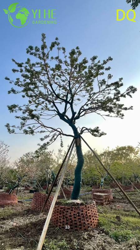 गार्डन लैंडस्केपिंग बोनसाई के लिए थोक लाइव आईलेक्स क्रेनाटा होली ग्लोब टोपरी