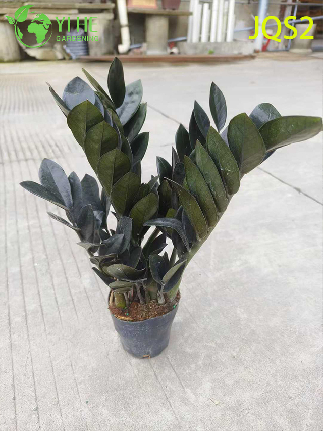 شجرة المال Zamioculcas Zamiifolia منخفضة الصيانة للمساحات الداخلية