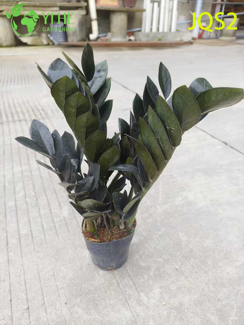 Pflegeleichter Zamioculcas Zamiifolia-Geldbaum für Innenräume