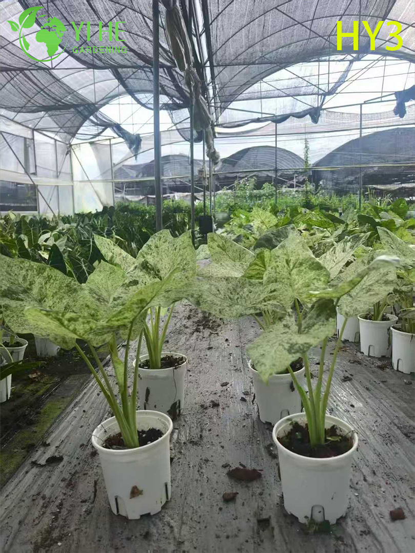 Pianta in vaso di Alocasia con fogliame esotico - Foglie diverse - Vegetazione tropicale con motivi