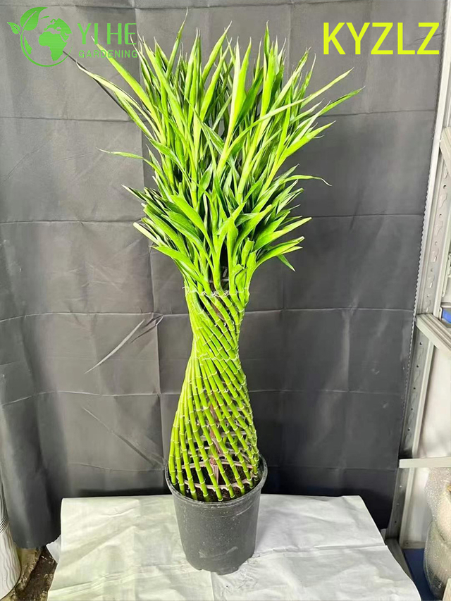 Вечнозеленая счастливая бамбуковая тканая клетка для внутреннего декора по фэн-шуй