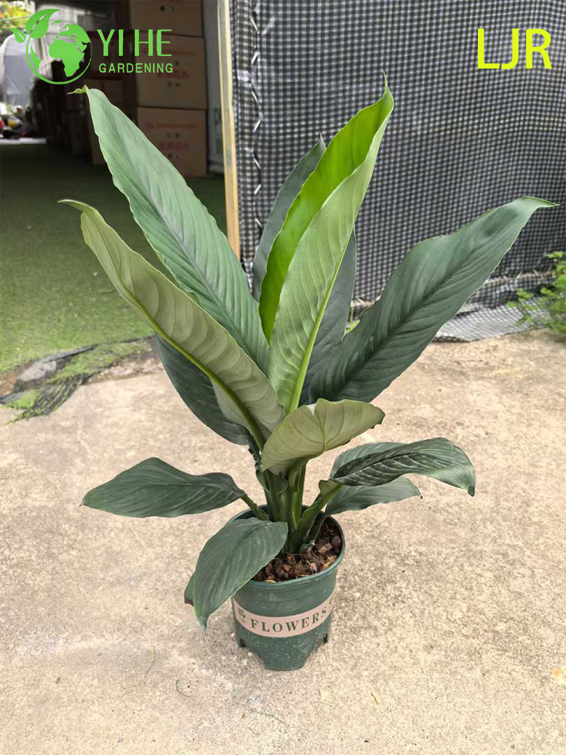 Grande folha Evergreen Spathiphyllum floribundum para planta de purifica&ccedil;&atilde;o de ar interna