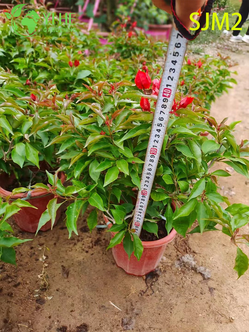 ຂາຍສົ່ງ Bougainvillea Standard Tree Live Plant for Patio Garden Bonsai