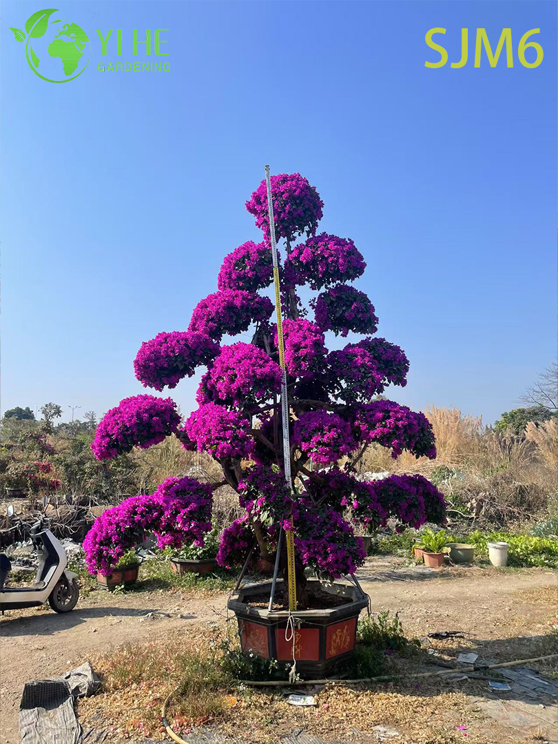 Großhandel mit säulenförmigen Bougainvillea-Formschnittbäumen, architektonischen Gartenpflanzen, Bonsai