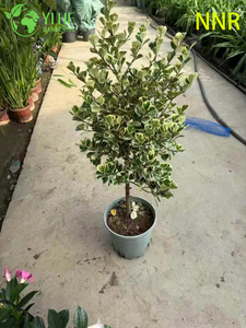 حليب داخلي، تين، Ficus Altissima، أوراق الشجر، نباتات خضراء مزخرفة بوعاء