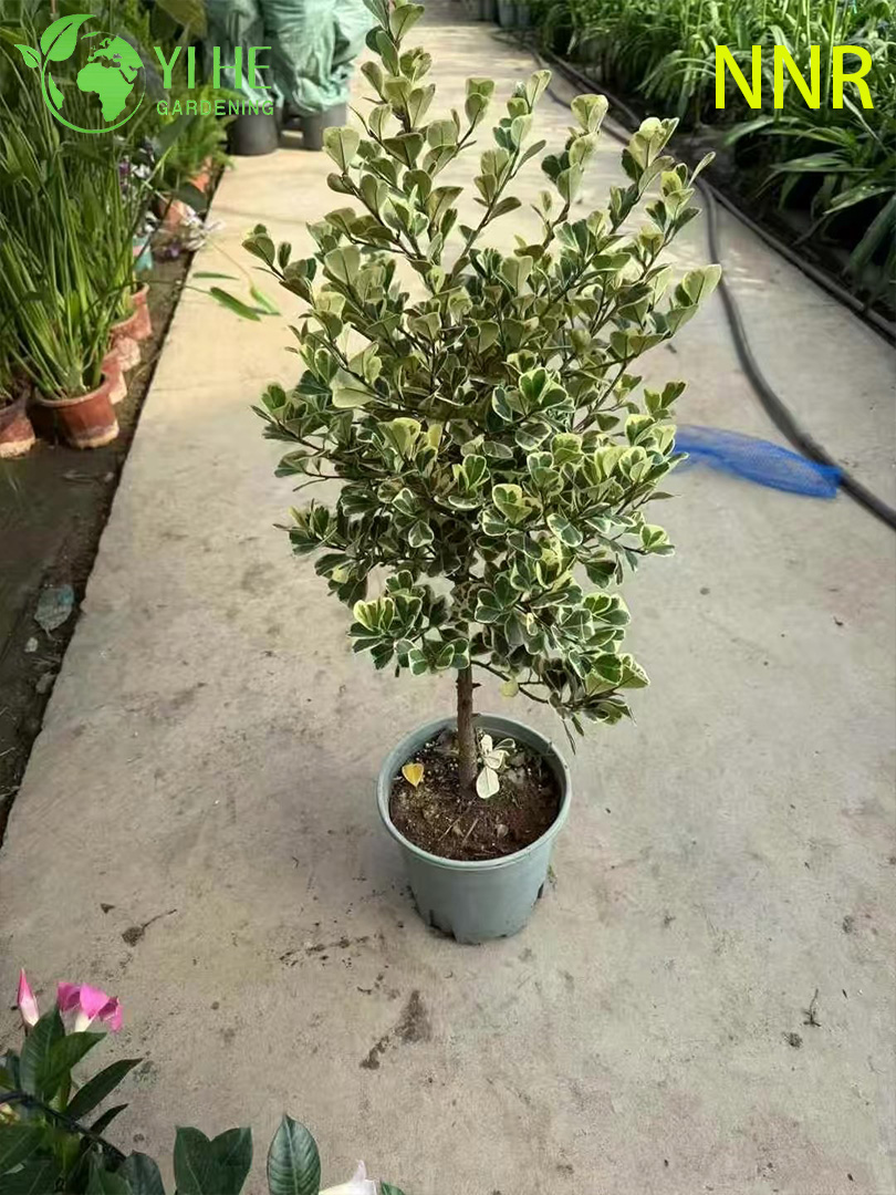 Zimmer-Milchfeige Ficus Altissima Laub im Topf, dekorative Grünpflanzen