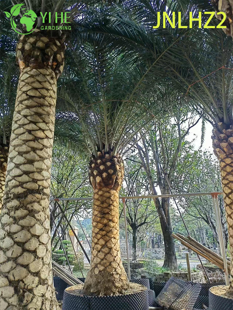 Kanarische Dattelpalme (Phoenix Canariensis) im Gro&szlig;handel – gro&szlig;e, salztolerante, winterharte Palmen