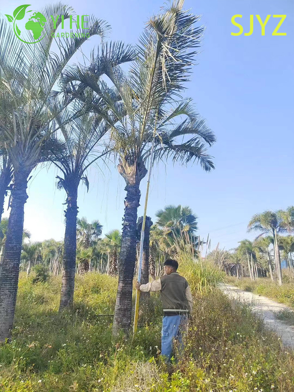 Palma Triangular (Dypsis Decaryi) Al Por Mayor - Palmas Ornamentales De Hoja Perenne