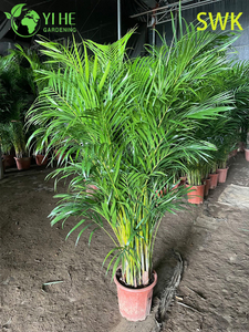 Chrysalidocarpus Lutescens Palma sempreverde tropicale per piante da arredamento per interni ed esterni